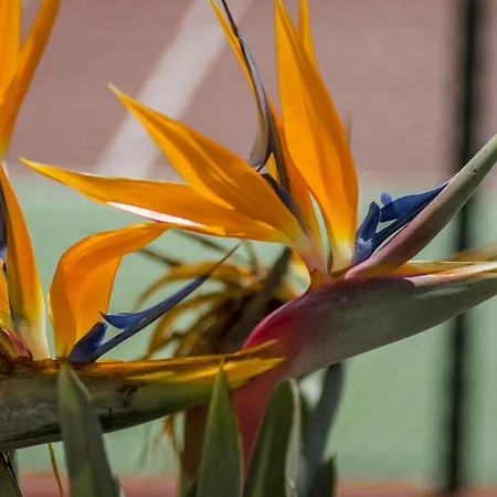 Florazar Ii Ajhory Cullera